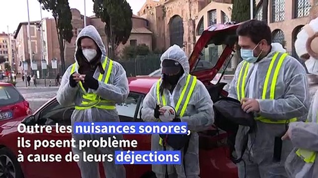 A Rome, l'hiver doux-amer aux côtés des étourneaux