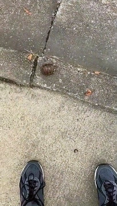 Princess and the Sidewalk Turtle Part 1