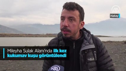Mileyha Sulak Alanı'nda ilk kez kukumav kuşu görüntülendi