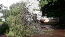 Árvore de grande porte é arrancada com a força do vento no Alto Alegre