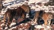 Los tigres de Amur, la gran atracción del parque Primorskiy de Vladivostok, símbolo del año del tigr