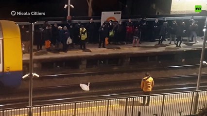 Un cisne herido se sentó en las vías de tres y paralizó el servicio en Londres