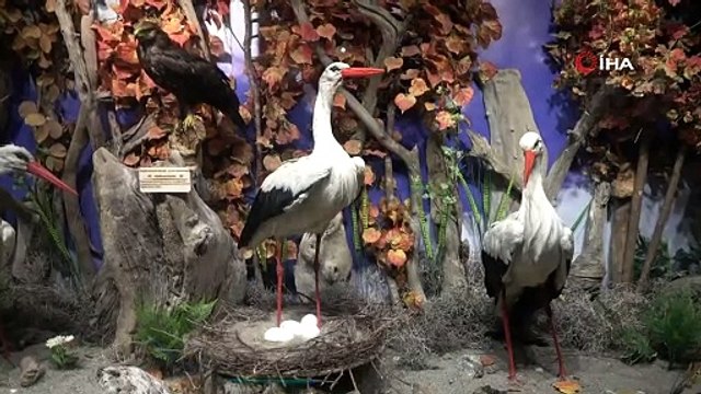 Bakan Pakdemirli, 50 yaban ördeğini Uluabat Gölü'ne saldı