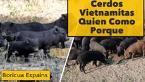 Cerdos Vietnamitas Continauan Su Invasion en Puerto Rico Guia y Precuación (Quien, Como y Porque)