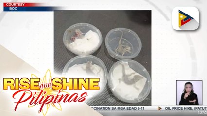 4 smuggled bearded dragons, nasagip ng BOC