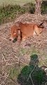 Baby cow , cute cow ,cow videos