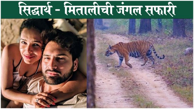 Siddharth - Mitali Jungle Safari | सिद्धार्थ - मितालीची जंगल सफारी | Siddharth Chandekar | Mitali Mayekar
