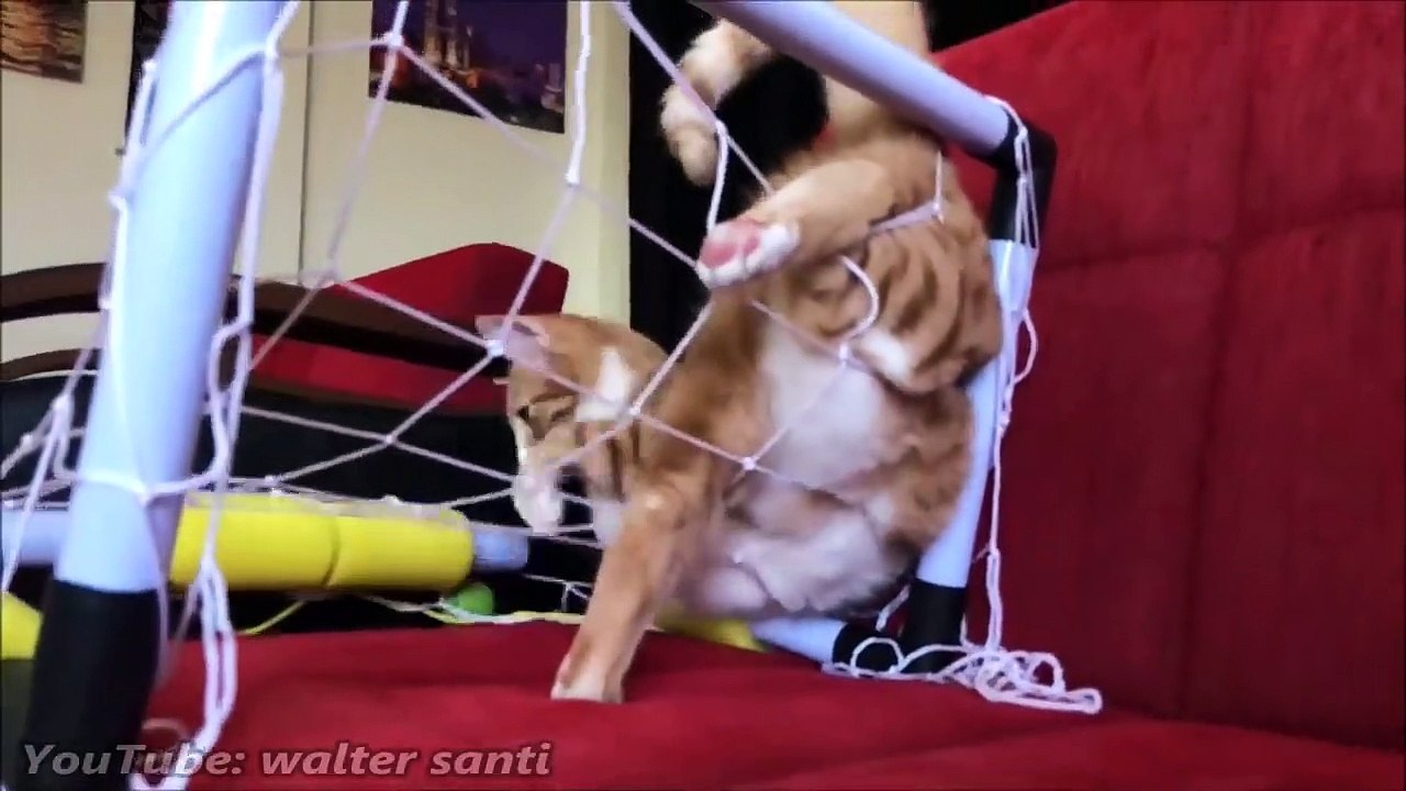 FUNNY CAT VIDEOS #6