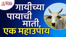 गायीच्या पायाखालची माती एक महाऊपाय आहे का? Is cow's foot soil a great remedy? Benefits of Cow