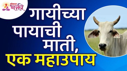 गायीच्या पायाखालची माती एक महाऊपाय आहे का? Is cow's foot soil a great remedy? Benefits of Cow