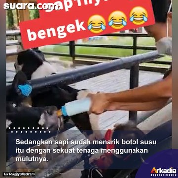 Viral Baby Sitter vs Sapi Duel Rebutan Dot Susu, Warganet Mau Ketawa Tapi Kasihan