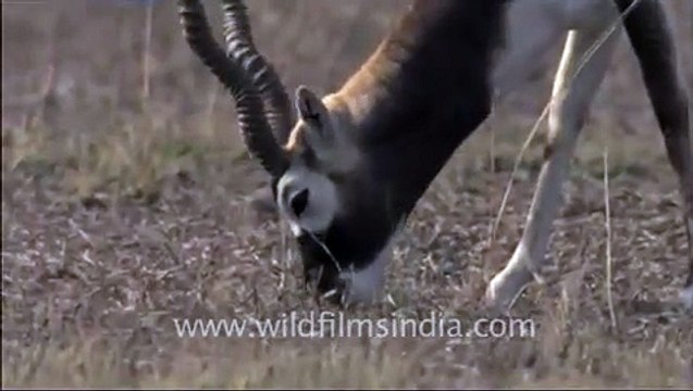 Blackbuck in Tal Chappar, Rajasthan