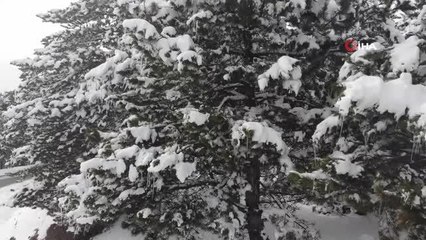 Karlı ve buz tutan çam ağaçlarından mest eden manzara