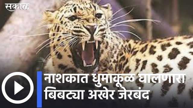 Nashik Leopard News| नाशकात धुमाकूळ घालणारा बिबट्या अखेर जेरबंद ; पाहा व्हिडीओ