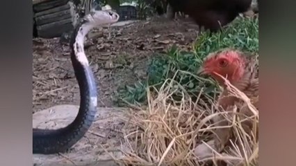 सीना तानकर मुर्गी ने किया कोबरा सांप का सामना, अंडों को बचाने के लिए लगा दी जान की बाजी