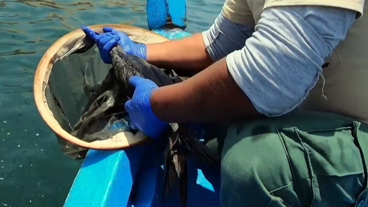 Marée noire au Pérou : un cauchemar pour la biodiversité