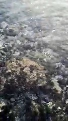 Un mystérieux serpent à la plage Passable à Saint-Jean-Cap-Ferrat