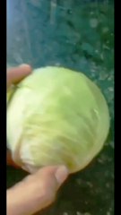 Cabbage (पत्ता गोभी) recipe |