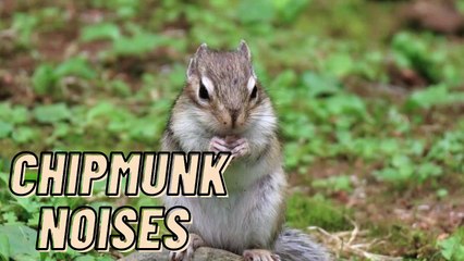 Eastern Chipmunk Noises Sound Video By Kingdom Of Awais