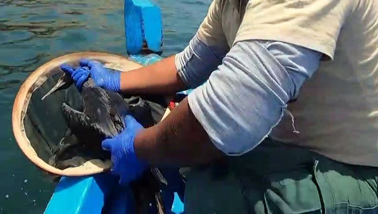 Ölpest: Seevögel sterben vor Peru