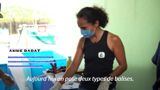 A La Réunion, des tortues marines équipées de balises au service des météorologues