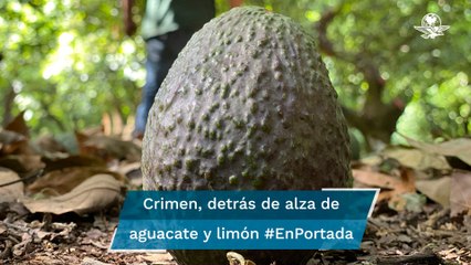 Aguacateros y limoneros, en la mira del crimen #EnPortada