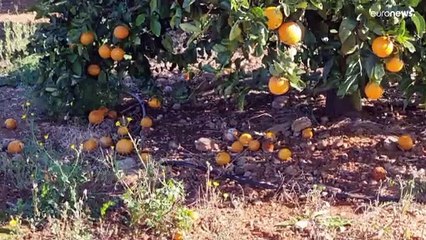 Los productores de naranjas españoles, desesperados ante la "competencia desleal" africana