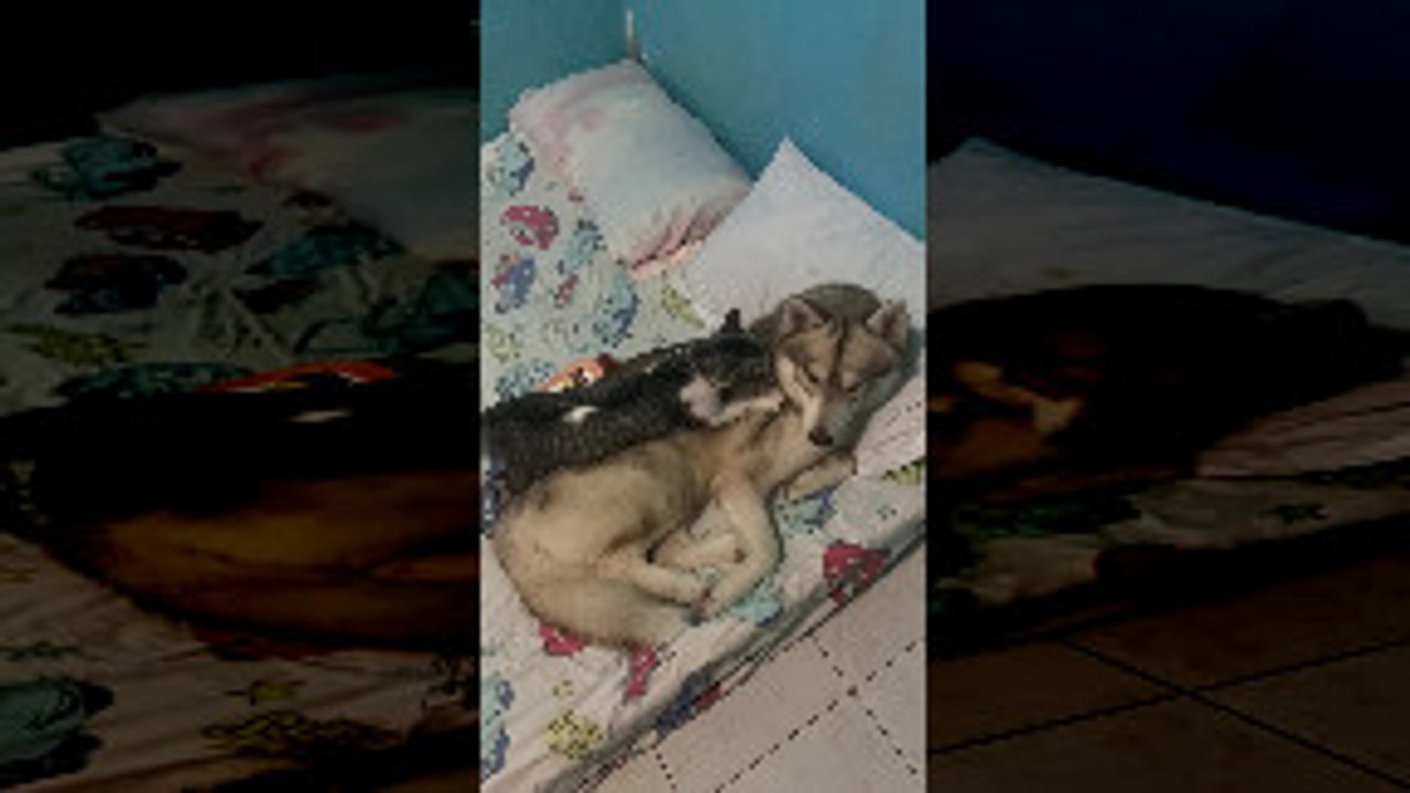 Kitty Makes Itself Comfortable on Furry Friend