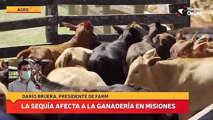 La sequía afecta a la ganadería en Misiones