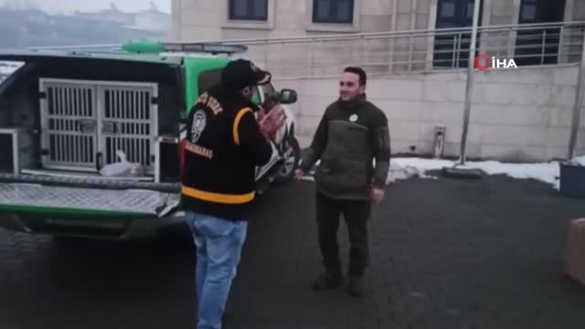 Polislerin yaralı halde bulduğu kızıl şahin tedaviye alındı