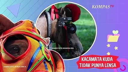 Ini Alasan Kenapa Kuda Pakai Kacamata