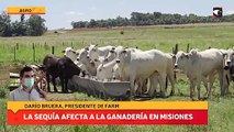 La sequía afecta a la ganadería en Misiones