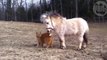 Ce chat roux et ce mini cheval sont  très bons amis