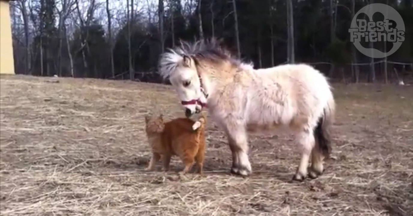 Ce chat roux et ce mini cheval sont  très bons amis