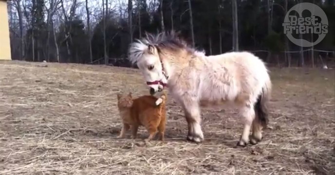 Ce chat roux et ce mini cheval sont très bons amis