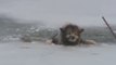 Ce pauvre chien est pris au piège dans un lac gelé! Mais regardez ce qui arrive ensuite...