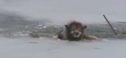 Ce pauvre chien est pris au piège dans un lac gelé! Mais regardez ce qui arrive ensuite...