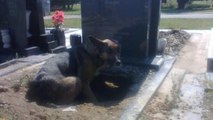 Cette maman chien ne veut pas quitter cette tombe. Mais la raison n'est pas celle que vous croyez...