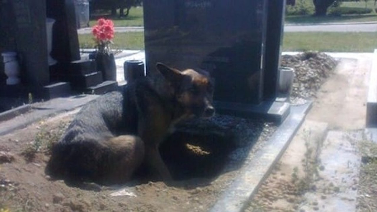 Cette maman chien ne veut pas quitter cette tombe. Mais la raison n'est pas celle que vous croyez...