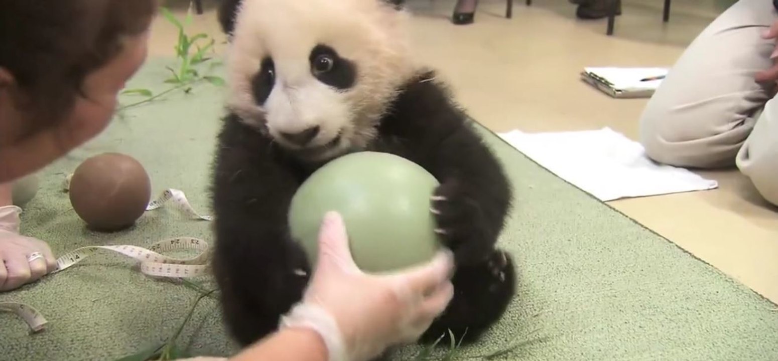 Bébé panda refuse de lâcher ses jouets !