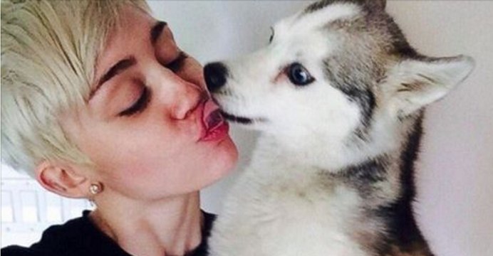 Voilà pourquoi vous ne devez plus laisser votre chien vous lécher le visage !