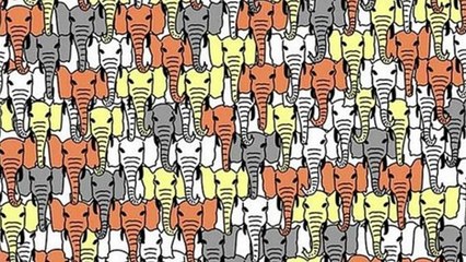 Test : arriverez-vous à retrouver le panda sur toutes ces images ?