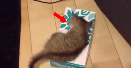 Ce chaton a trouvé quelque chose de très intéressant dans une boîte à mouchoirs...