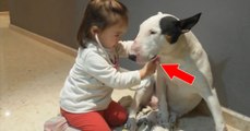 Cette petite fille tente de jouer au docteur avec un bull-terrier. La réaction du chien ne se fait pas attendre.