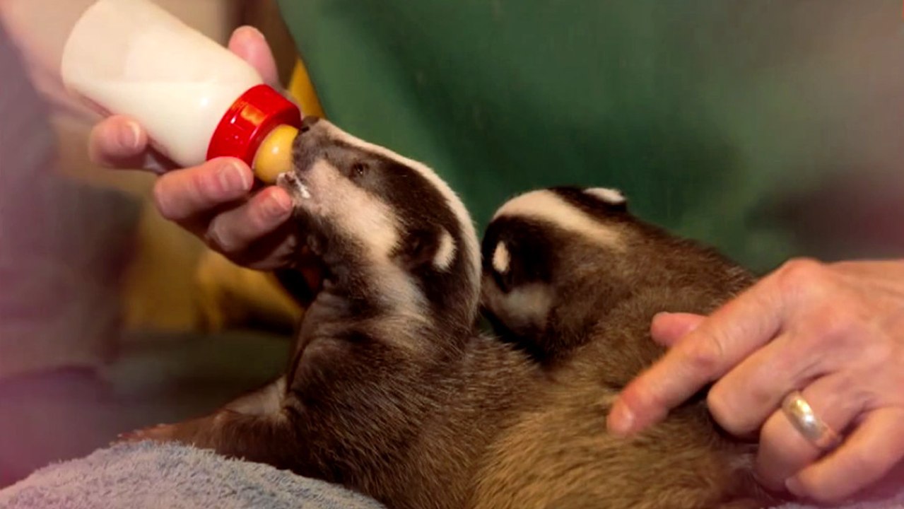 Abandonnés par leur mère, ces bébés blaireaux ont été sauvés