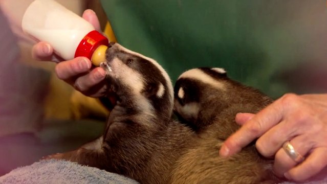 Abandonnés par leur mère, ces bébés blaireaux ont été sauvés