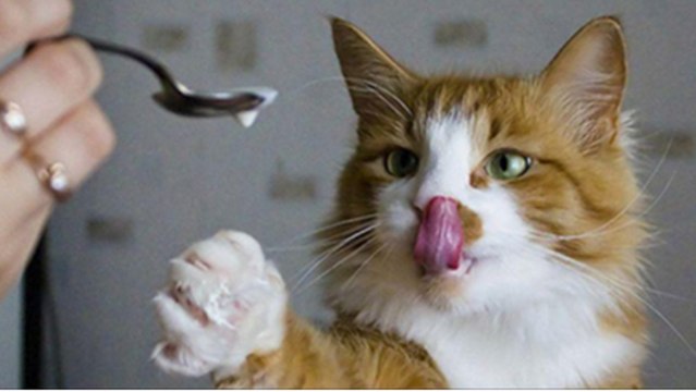 6 aliments qui peuvent tuer votre animal (et il n'y a pas que le chocolat)