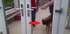 Ce chien attend sagement qu'on lui ouvre la porte... Mais la suite est à mourir de rire !