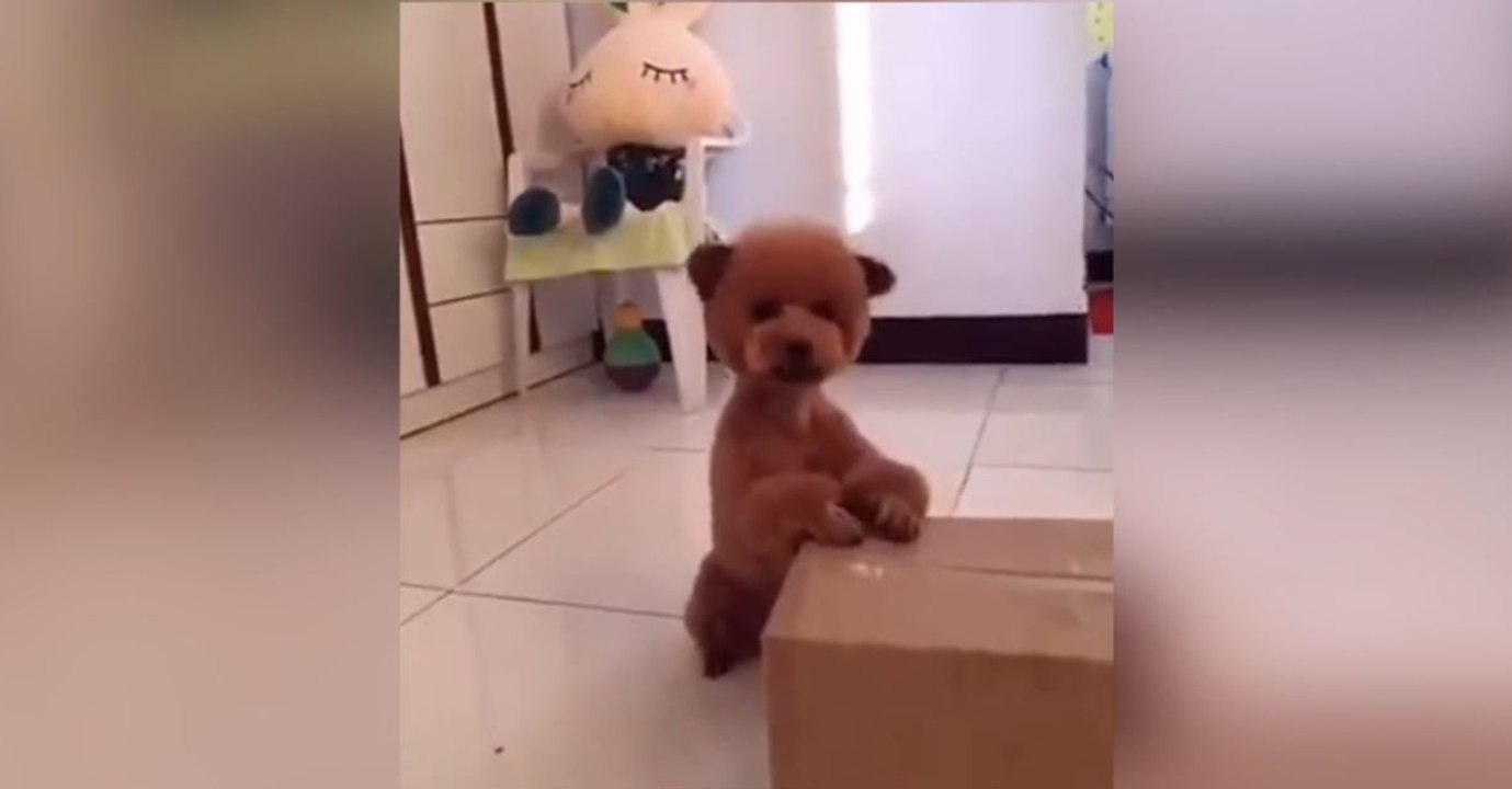 Cet adorable caniche est le portrait craché de Petit Ours Brun