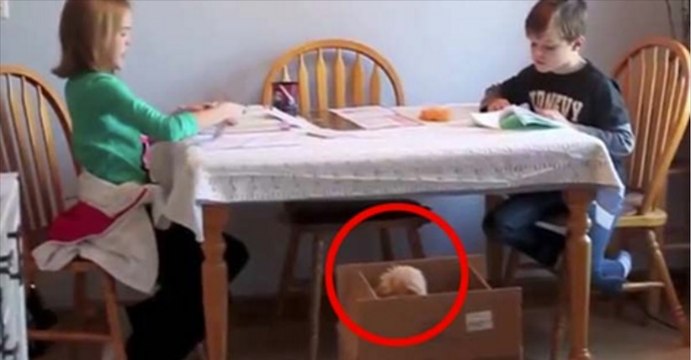 Le papa laisse un carton près de la table... La réaction des enfants fait monter les larmes aux yeux !
